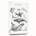 Ocean Life Kids Educational Wall Art - Learning Poster for Classrooms