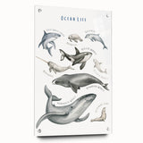 Ocean Life Kids Educational Wall Art - Learning Poster for Classrooms