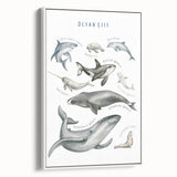 Ocean Life Kids Educational Wall Art - Learning Poster for Classrooms