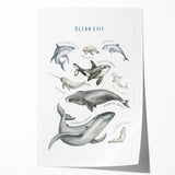 Ocean Life Kids Educational Wall Art - Learning Poster for Classrooms