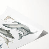 Ocean Life Kids Educational Wall Art - Learning Poster for Classrooms