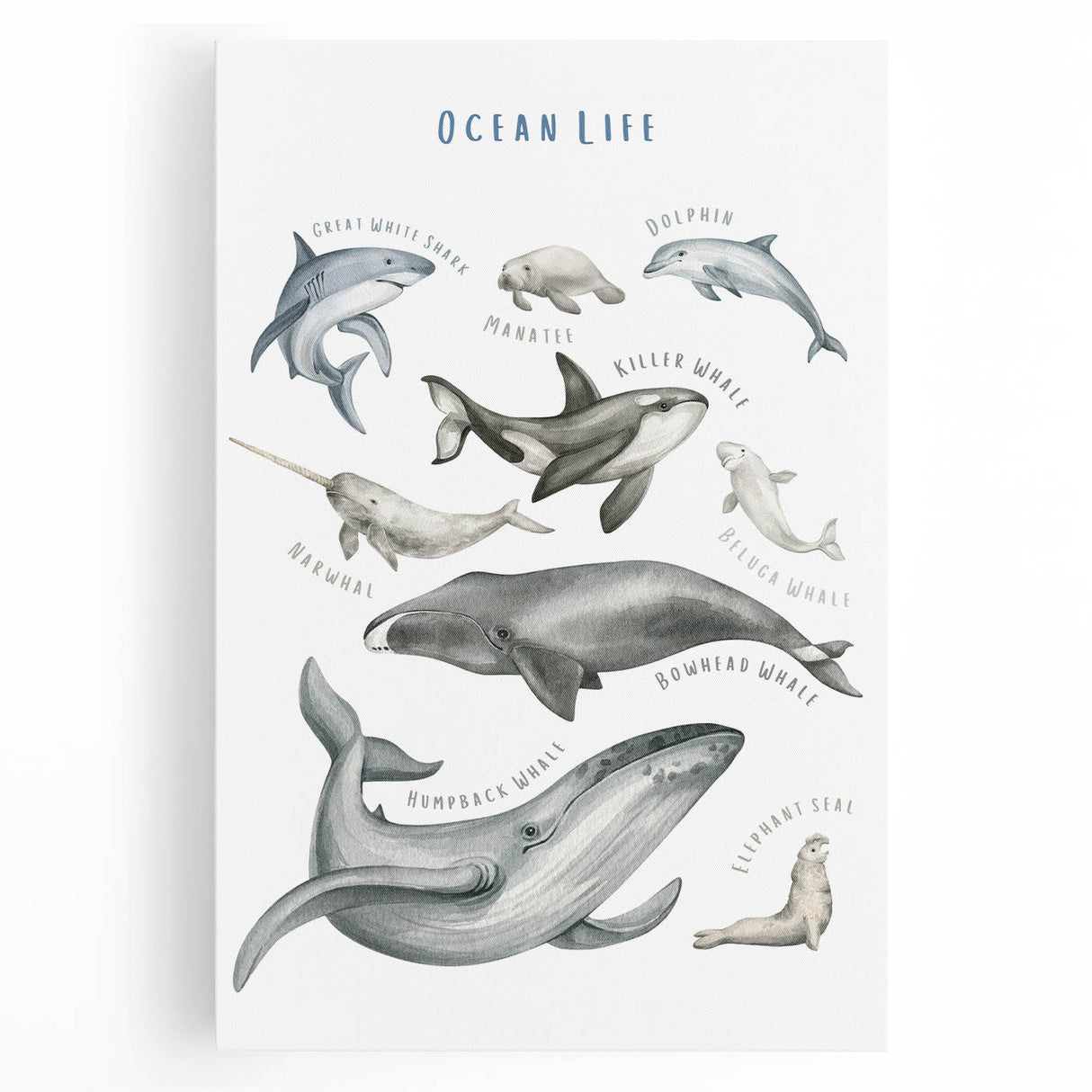 Ocean Life Kids Educational Wall Art - Learning Poster for Classrooms