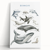 Ocean Life Kids Educational Wall Art - Learning Poster for Classrooms