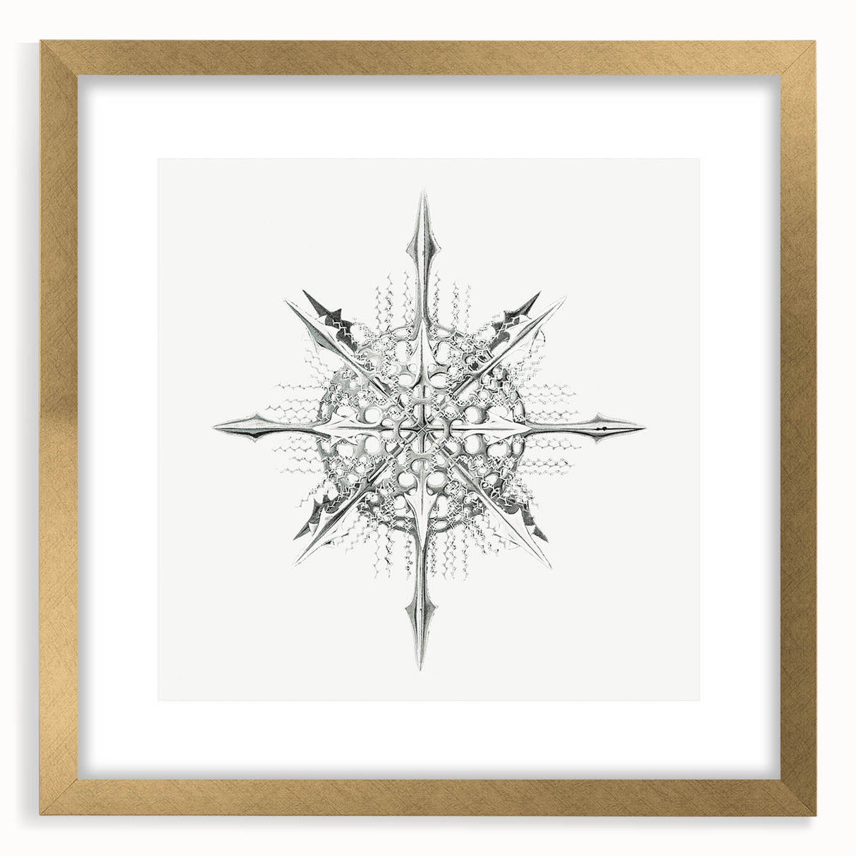 Modern Wall Art – Intricate Vintage Marine Life Illustration