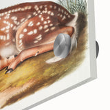 Classic Romantic Paintings - American Deer Illustration Canvas Art