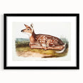Classic Romantic Paintings - American Deer Illustration Canvas Art