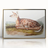 Classic Romantic Paintings - American Deer Illustration Canvas Art