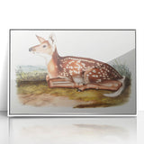 Classic Romantic Paintings - American Deer Illustration Canvas Art