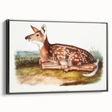 Classic Romantic Paintings - American Deer Illustration Canvas Art
