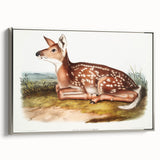 Classic Romantic Paintings - American Deer Illustration Canvas Art