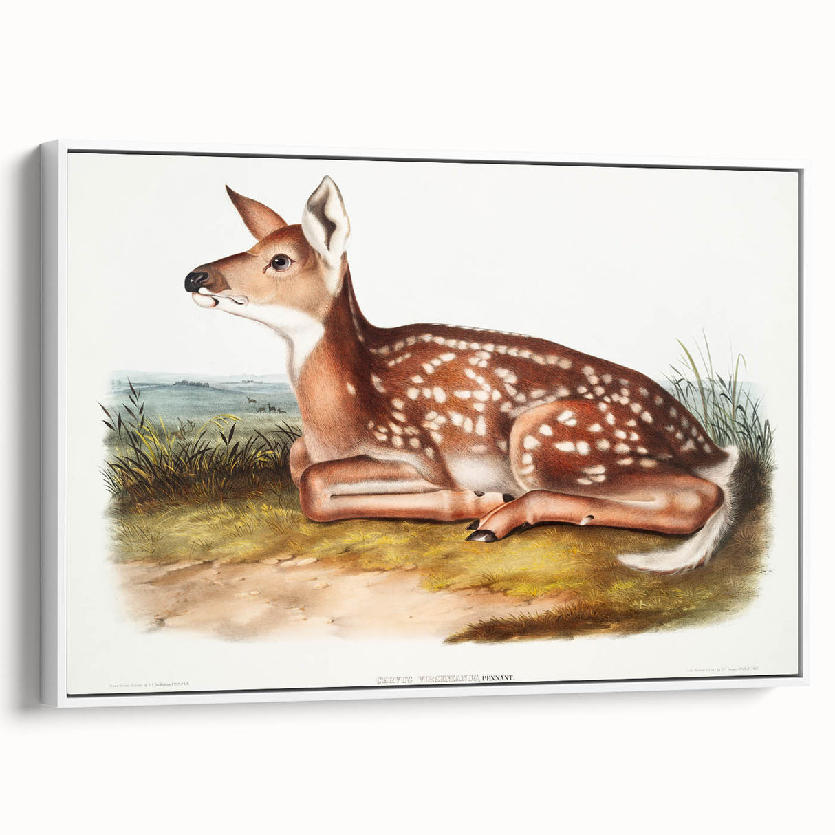 Classic Romantic Paintings - American Deer Illustration Canvas Art