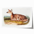 Classic Romantic Paintings - American Deer Illustration Canvas Art