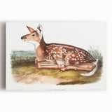 Classic Romantic Paintings - American Deer Illustration Canvas Art