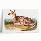 Classic Romantic Paintings - American Deer Illustration Canvas Art
