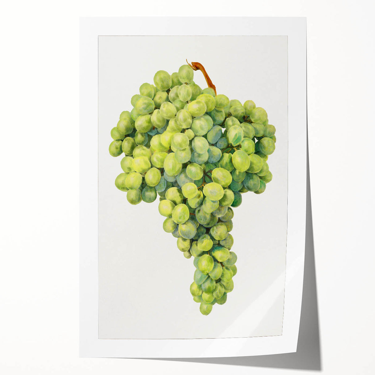Extra large rolled print featuring a variety of fruits in vibrant colors, ideal for art wall dining room decor.