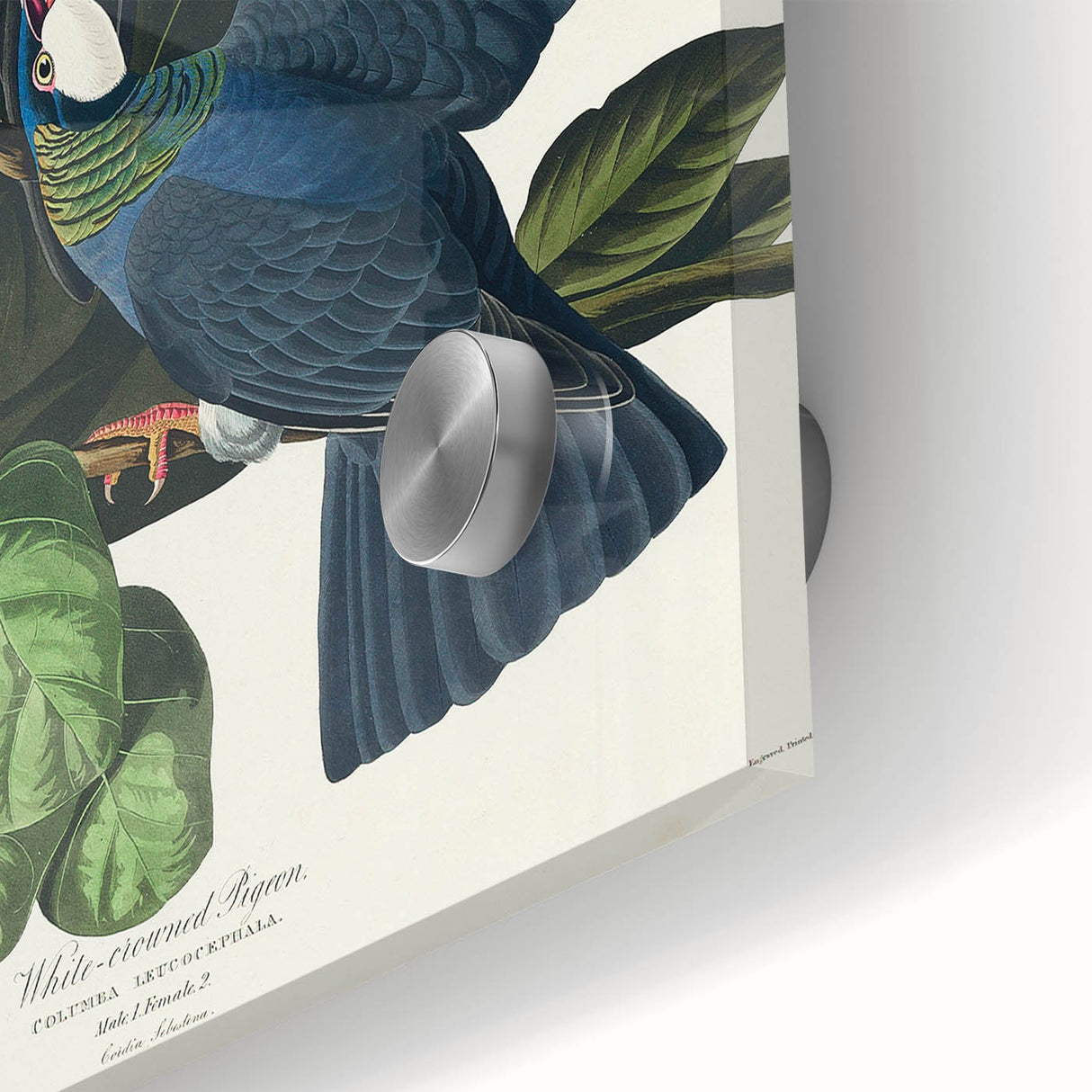 White-crowned Pigeon Art Print - Audubon Birds of America Botanical Decor