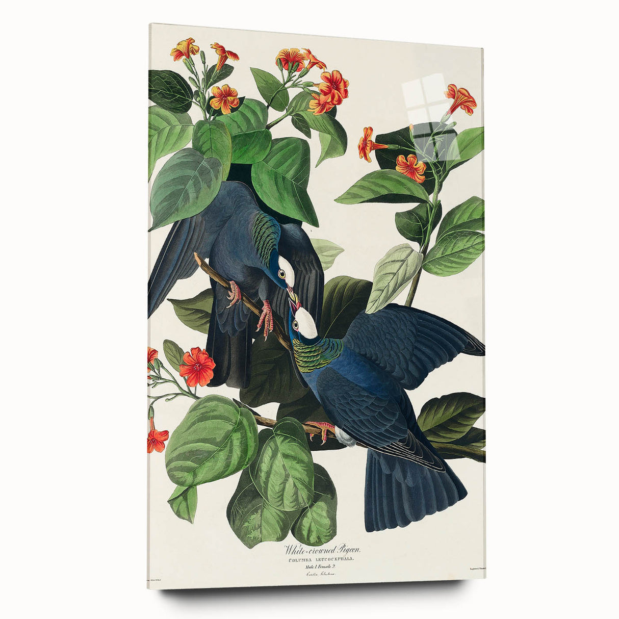 White-crowned Pigeon Art Print - Audubon Birds of America Botanical Decor