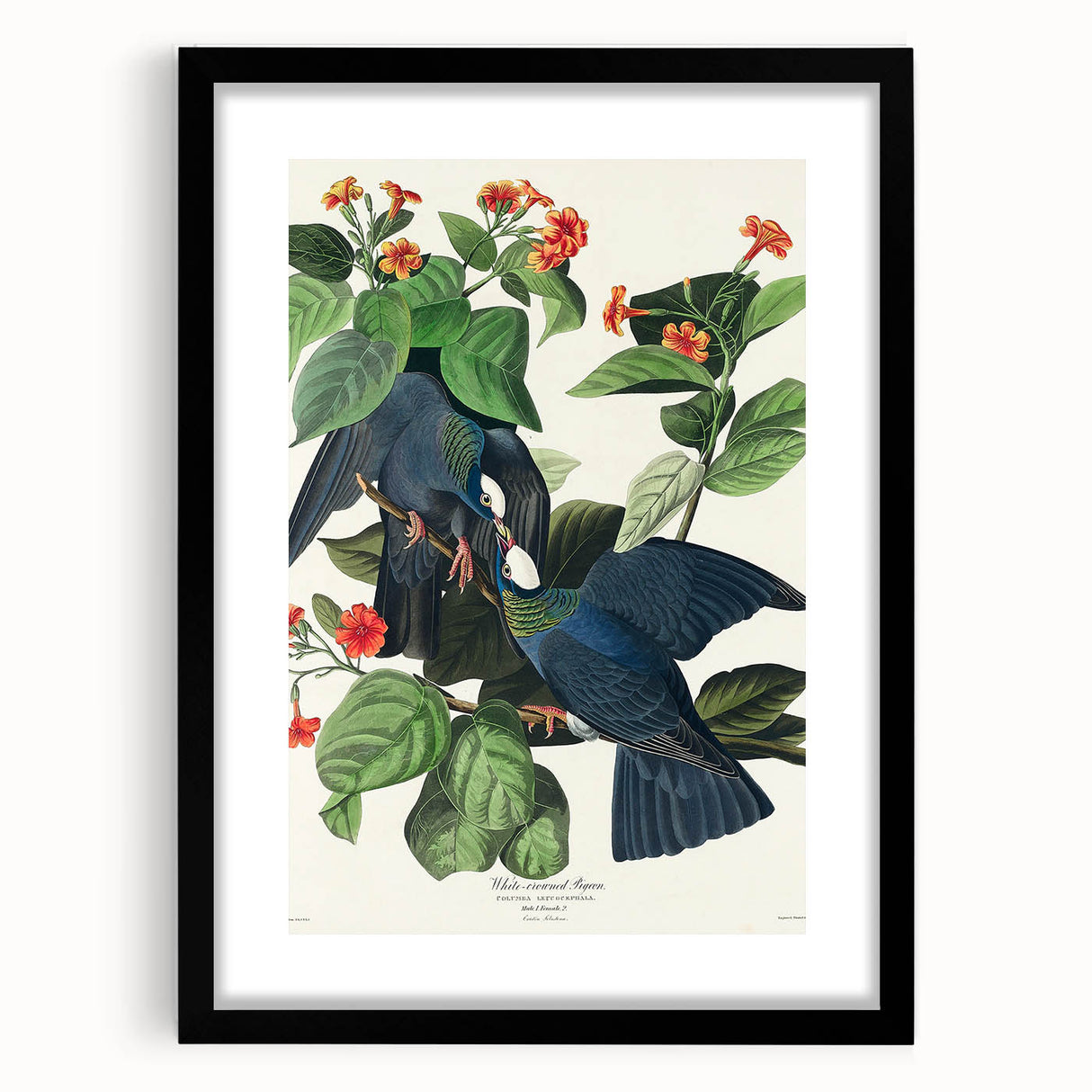 White-crowned Pigeon Art Print - Audubon Birds of America Botanical Decor