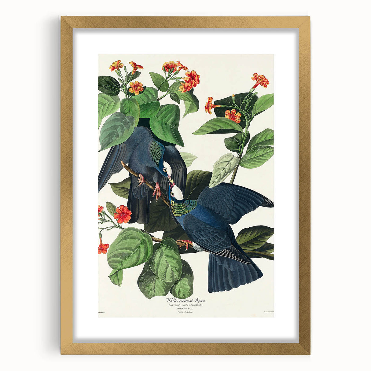 White-crowned Pigeon Art Print - Audubon Birds of America Botanical Decor