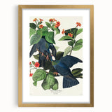 White-crowned Pigeon Art Print - Audubon Birds of America Botanical Decor
