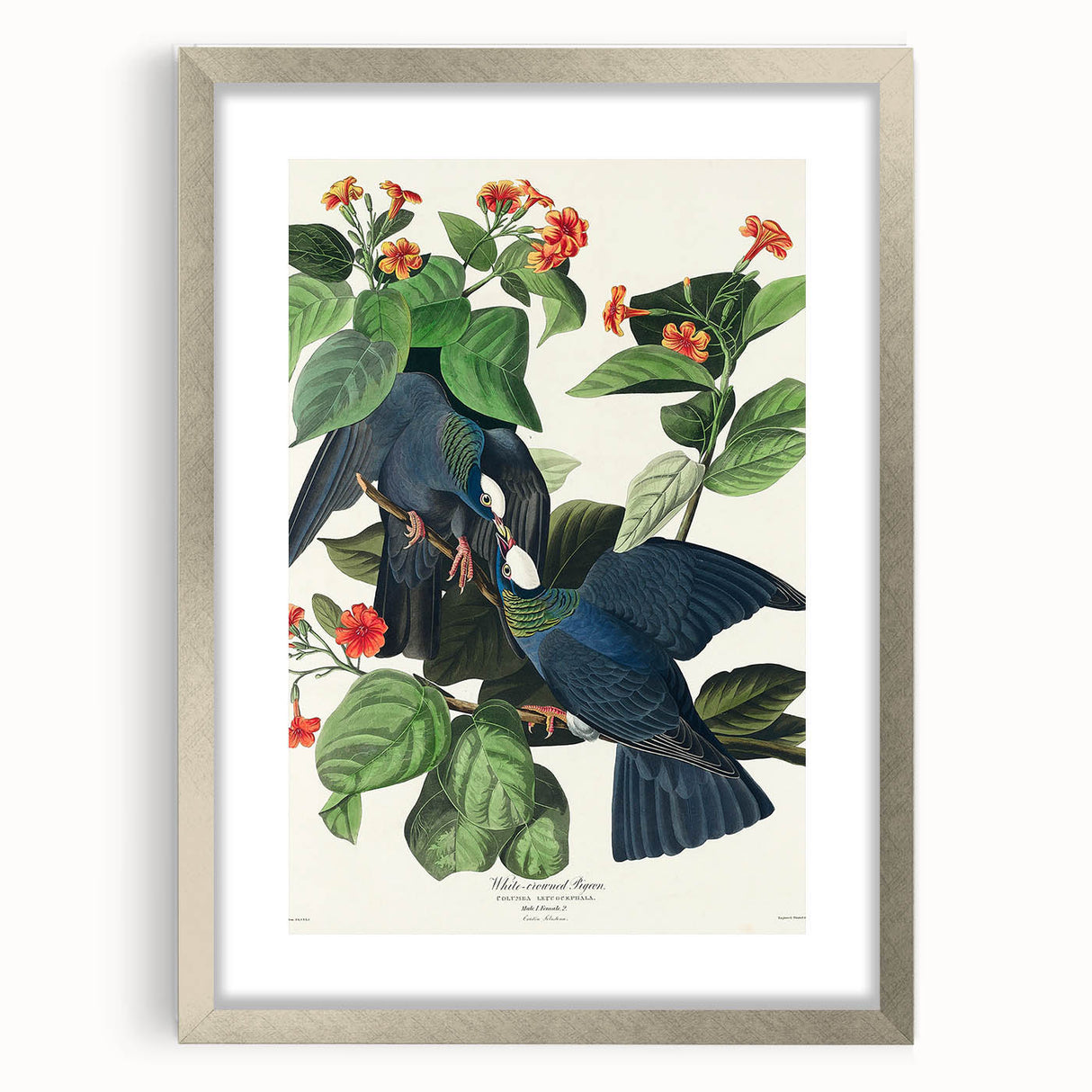 White-crowned Pigeon Art Print - Audubon Birds of America Botanical Decor