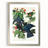 White-crowned Pigeon Art Print - Audubon Birds of America Botanical Decor