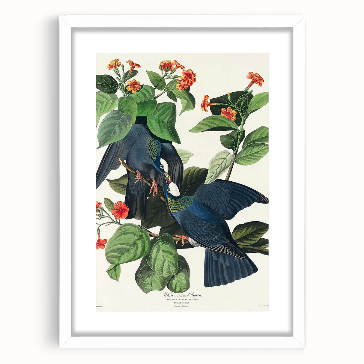 White-crowned Pigeon Art Print - Audubon Birds of America Botanical Decor