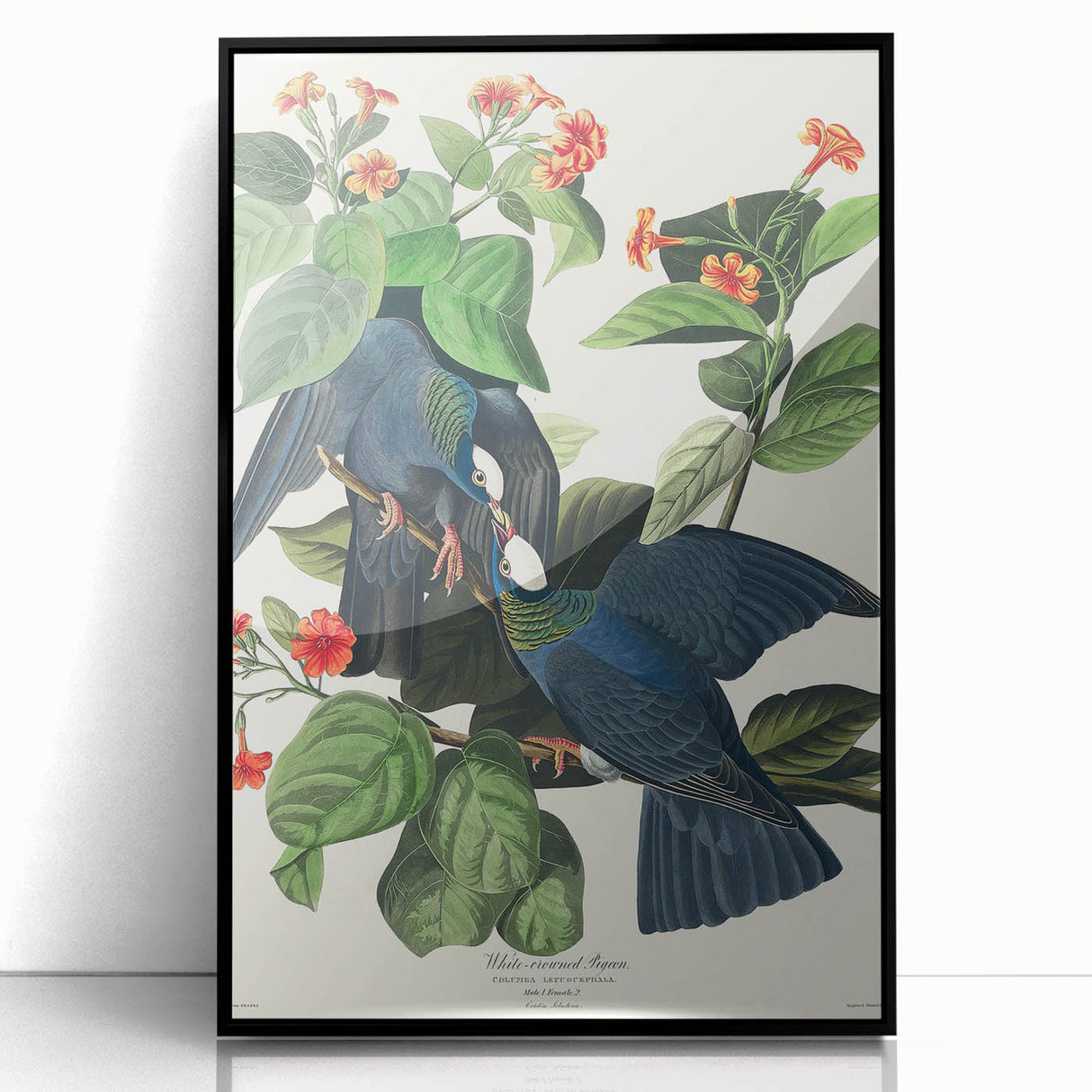 White-crowned Pigeon Art Print - Audubon Birds of America Botanical Decor