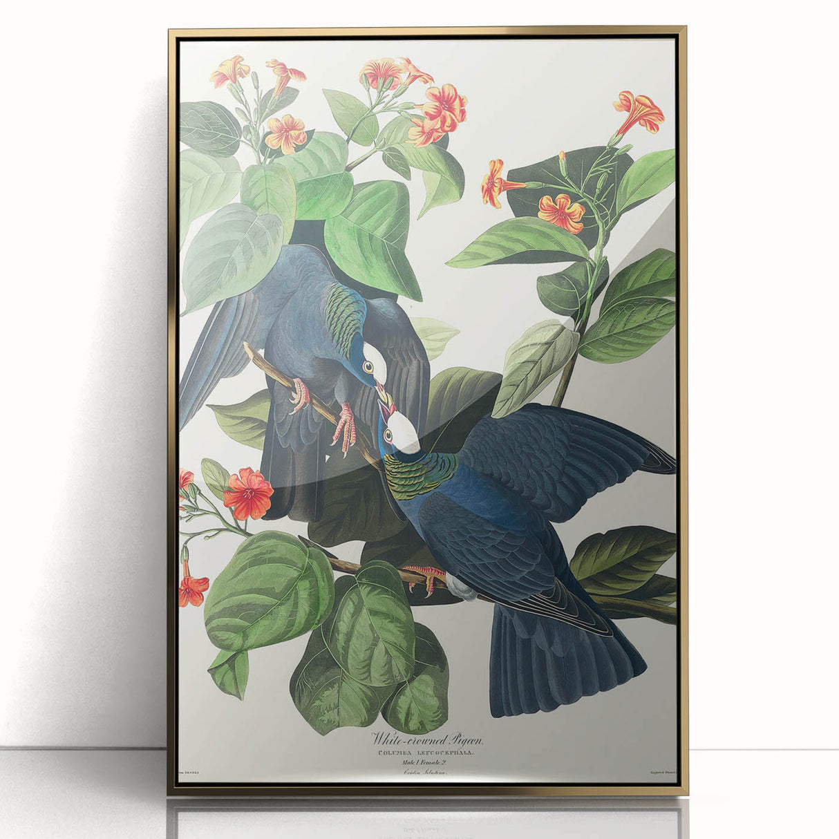White-crowned Pigeon Art Print - Audubon Birds of America Botanical Decor