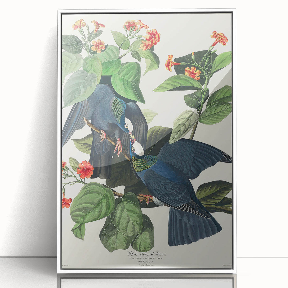 White-crowned Pigeon Art Print - Audubon Birds of America Botanical Decor