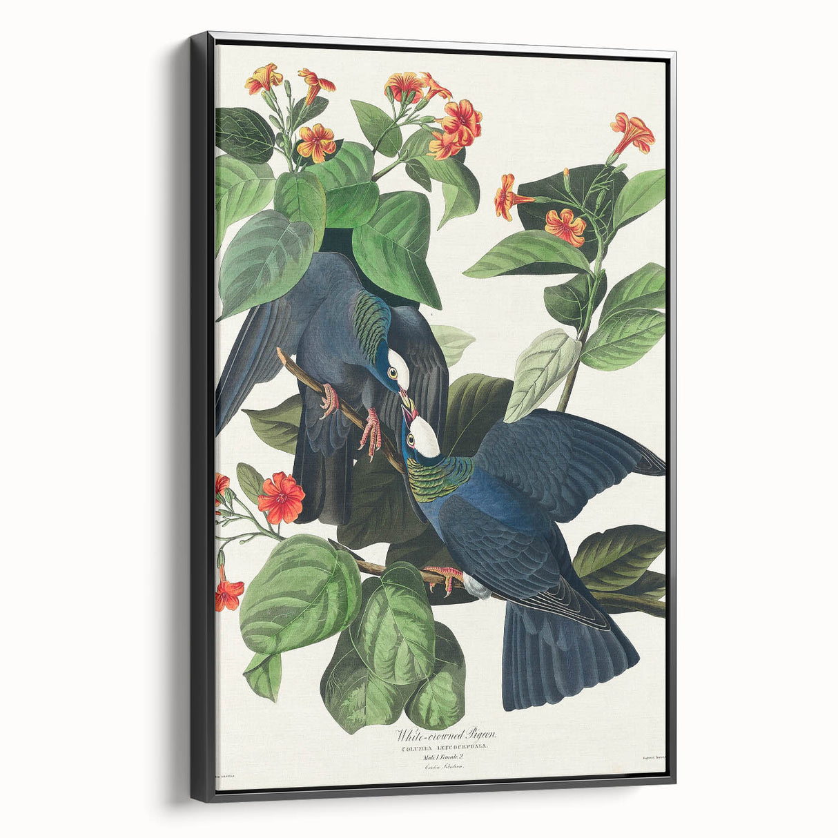 White-crowned Pigeon Art Print - Audubon Birds of America Botanical Decor