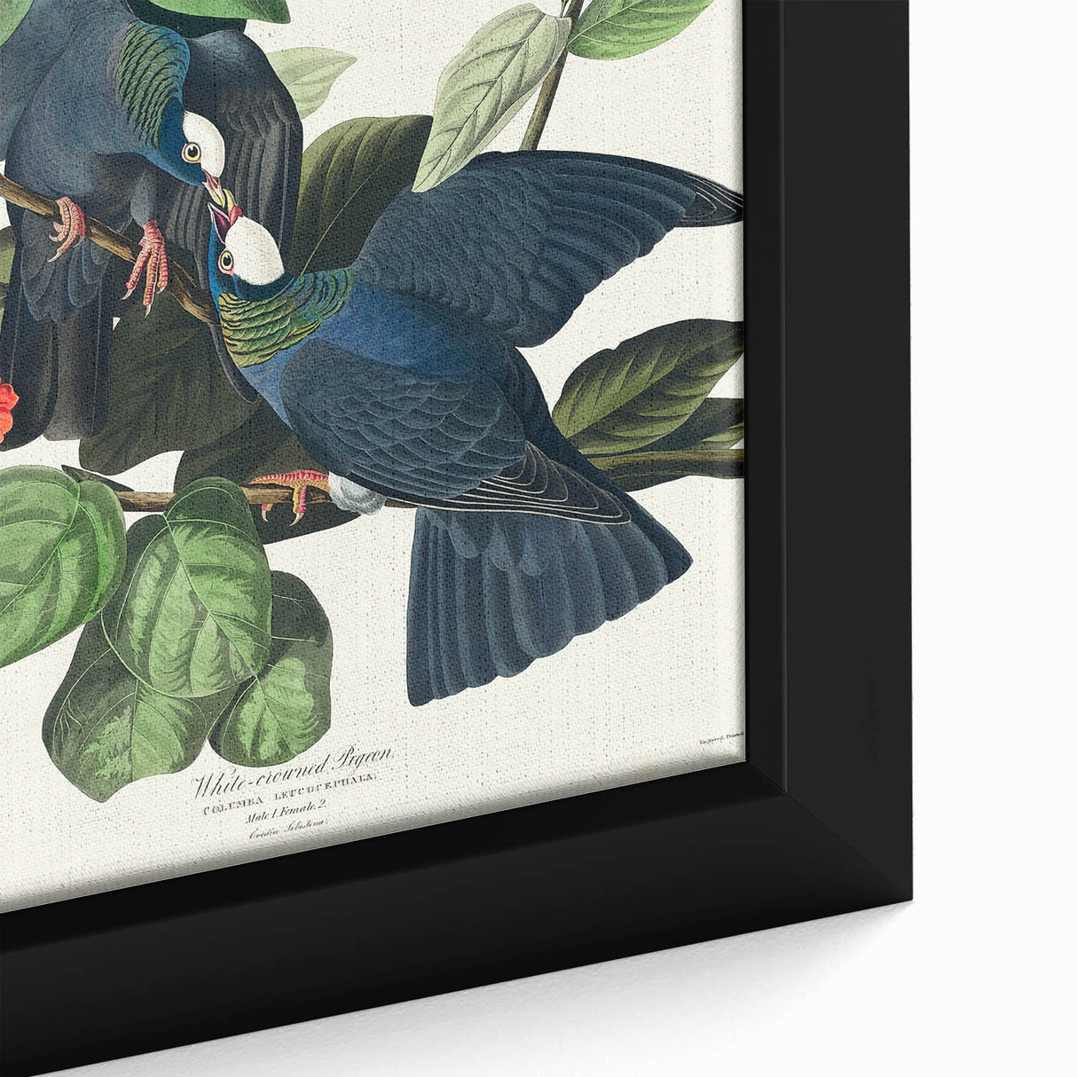 White-crowned Pigeon Art Print - Audubon Birds of America Botanical Decor