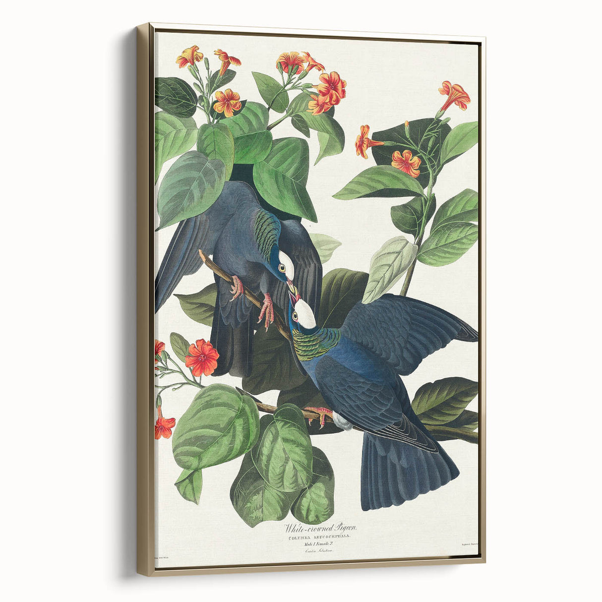 White-crowned Pigeon Art Print - Audubon Birds of America Botanical Decor