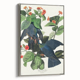 White-crowned Pigeon Art Print - Audubon Birds of America Botanical Decor