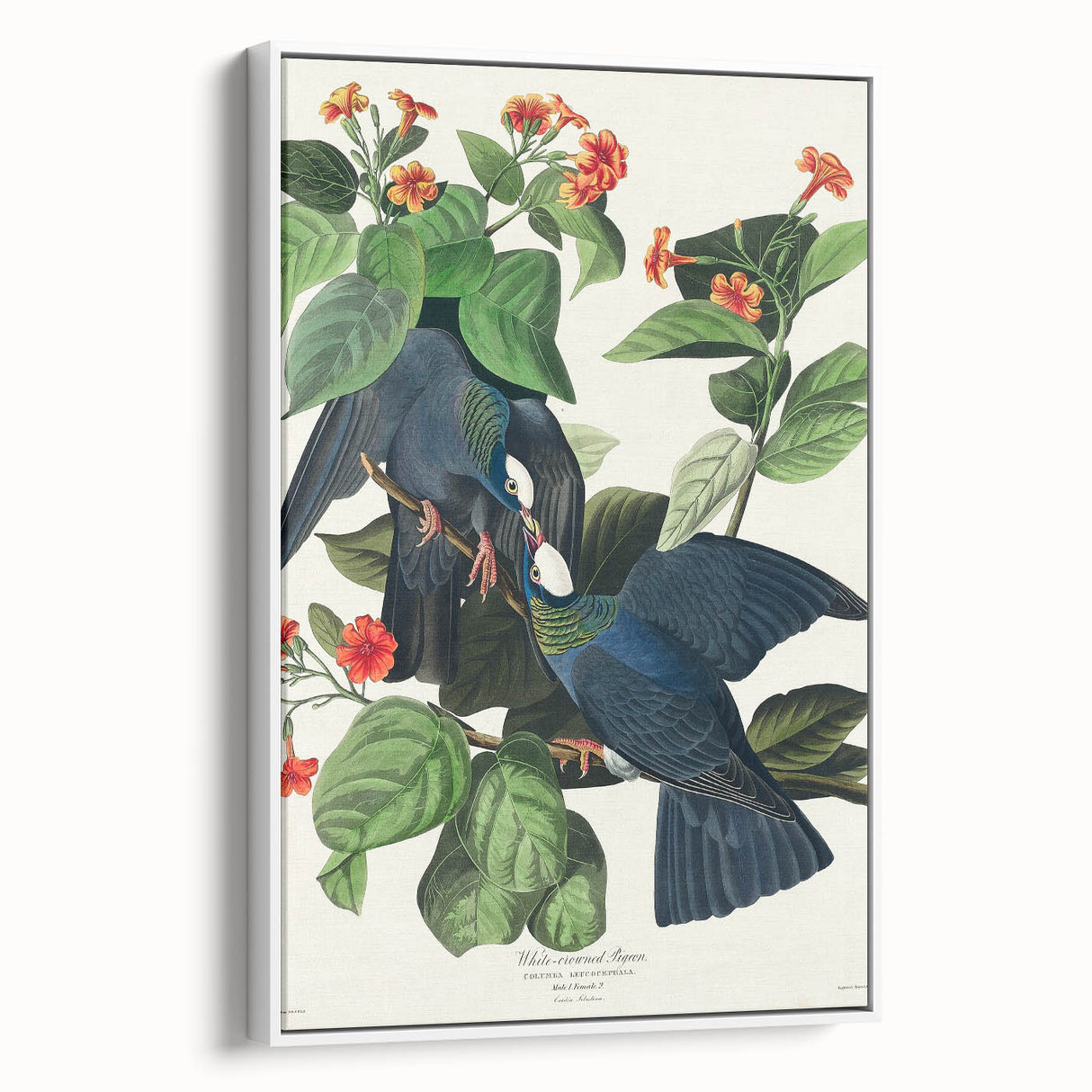 White-crowned Pigeon Art Print - Audubon Birds of America Botanical Decor