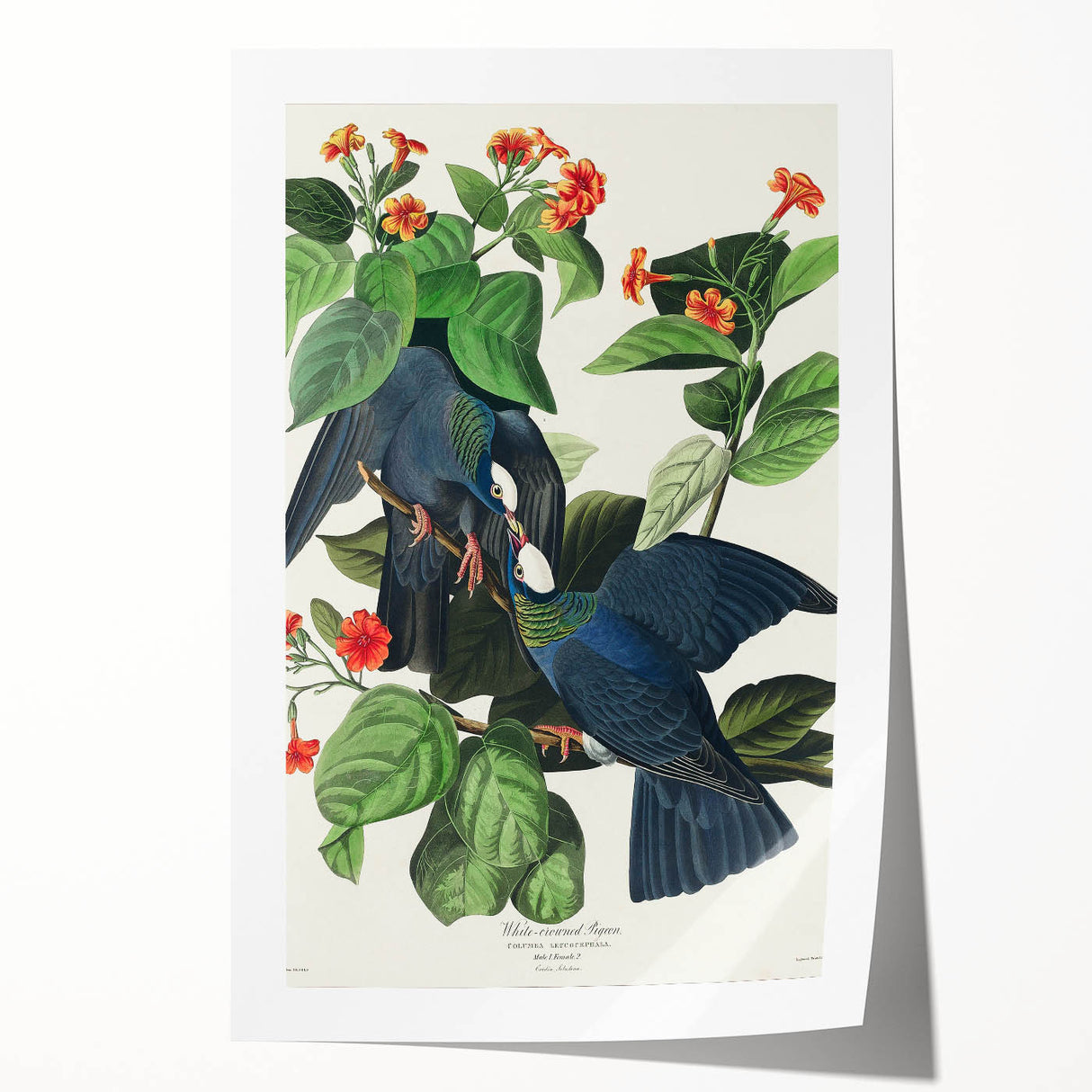 White-crowned Pigeon Art Print - Audubon Birds of America Botanical Decor
