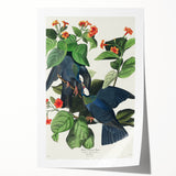 White-crowned Pigeon Art Print - Audubon Birds of America Botanical Decor