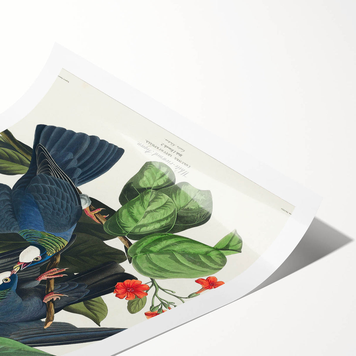 White-crowned Pigeon Art Print - Audubon Birds of America Botanical Decor