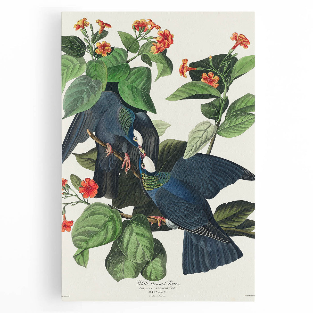 White-crowned Pigeon Art Print - Audubon Birds of America Botanical Decor