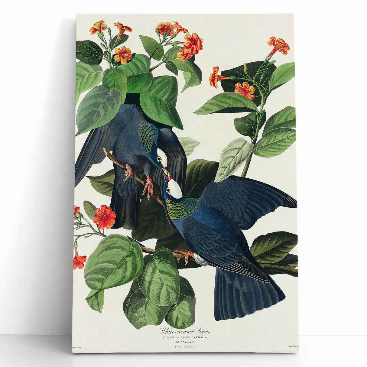 White-crowned Pigeon Art Print - Audubon Birds of America Botanical Decor