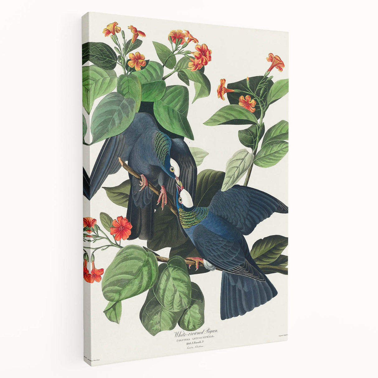 White-crowned Pigeon Art Print - Audubon Birds of America Botanical Decor
