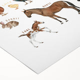 Farm Animals Kids Educational Wall Art - Learning Poster for Classrooms