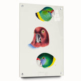 Famous Romantic Era Art - Australian Bird Heads Illustration Canvas Print