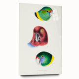 Famous Romantic Era Art - Australian Bird Heads Illustration Canvas Print