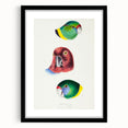 Famous Romantic Era Art - Australian Bird Heads Illustration Canvas Print