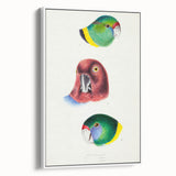 Famous Romantic Era Art - Australian Bird Heads Illustration Canvas Print