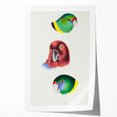 Famous Romantic Era Art - Australian Bird Heads Illustration Canvas Print