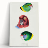 Famous Romantic Era Art - Australian Bird Heads Illustration Canvas Print