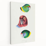 Famous Romantic Era Art - Australian Bird Heads Illustration Canvas Print