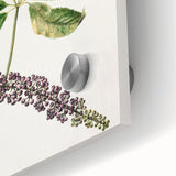 Antique Botanical Plant Print - Sarah Featon Realism Nature Art Decor